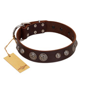 "Choco Brownie" FDT Artisan Brown Leather English Pointer Collar Adorned with Silver-Like Conchos
