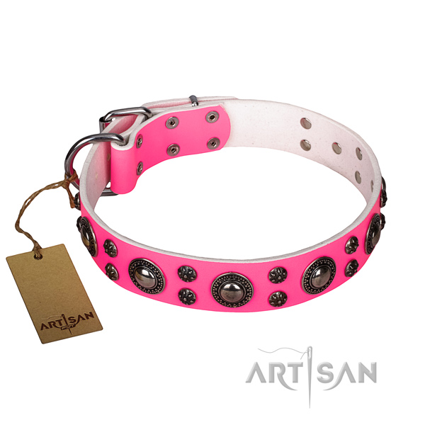 Stylish walking dog collar of top notch genuine leather with adornments