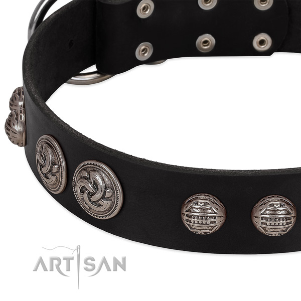 Reliable buckle on leather collar for stylish walking your canine
