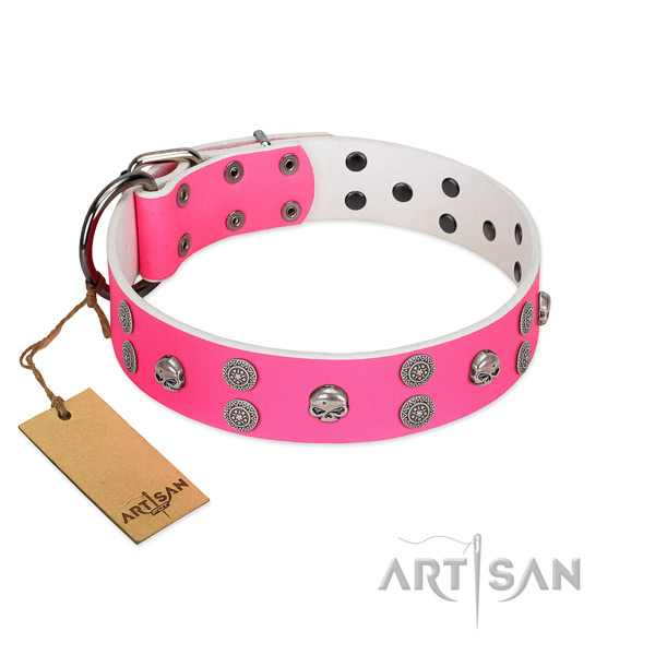 Fancy walking full grain genuine leather dog collar with exceptional adornments