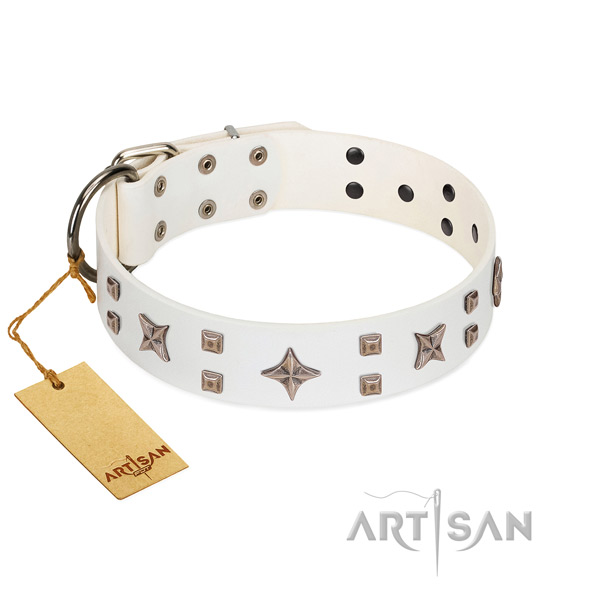 Daily walking full grain leather dog collar with remarkable adornments