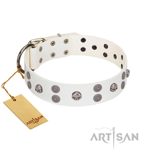 Daily walking natural leather dog collar with awesome studs