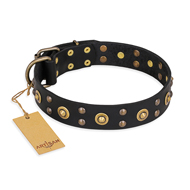 "Cosmic Glow" FDT Artisan Black Leather English Pointer Collar with Brass-Plated Studs