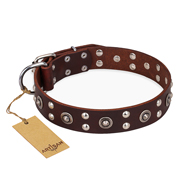 "Pirate Treasure" FDT Artisan Exciting Brown Leather English Pointer Collar with Studs