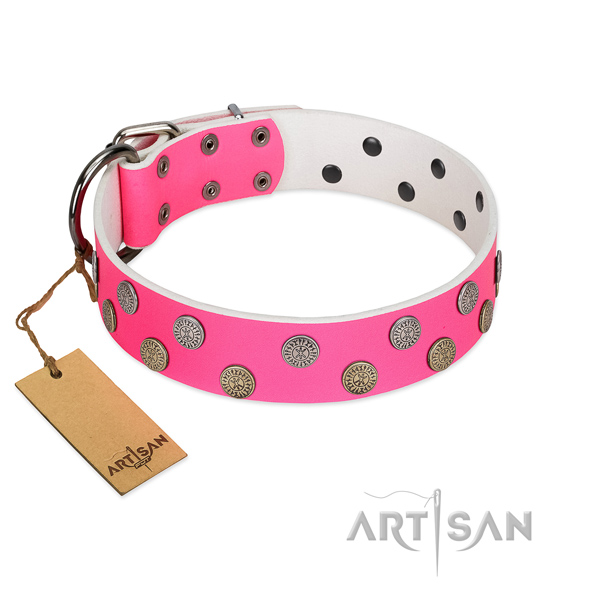 Extraordinary studs on leather collar for stylish walking your four-legged friend