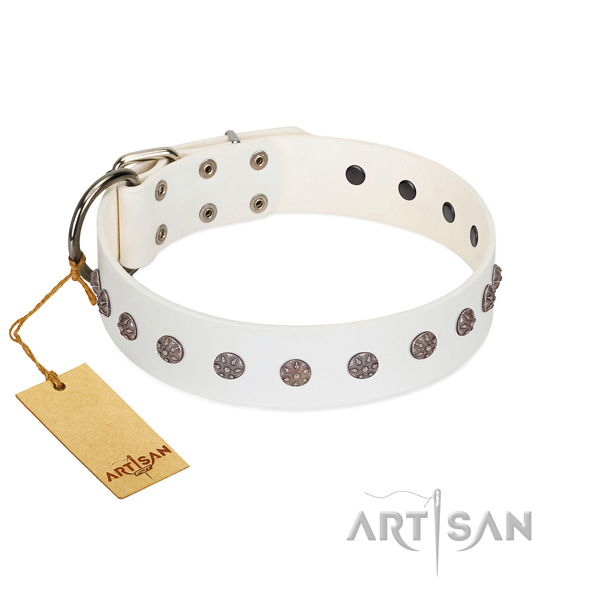 Fancy walking leather dog collar with unusual adornments