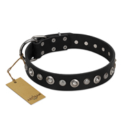 "Genteel Charm" FDT Artisan Black Leather English Pointer Collar with Silver-like Round Conchos