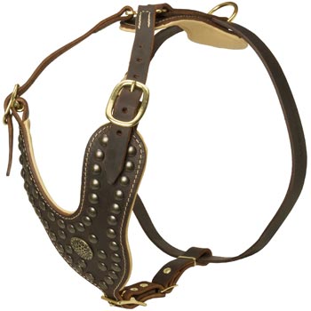 Walking Dog Gear for English Pointer