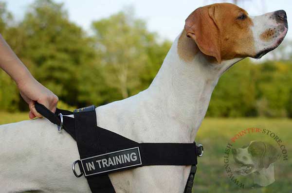 Reliable English Pointer Harness with Removable Patches
