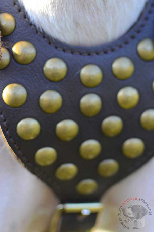 Leather English Pointer Harness Chest Plate Decorated with Studs
