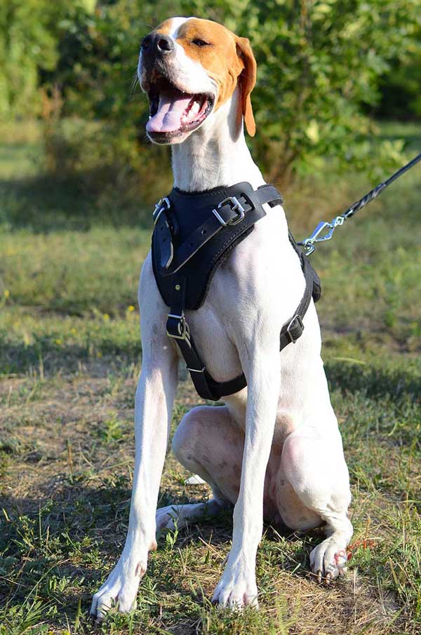Fully Adjustable Leather English Pointer Harness