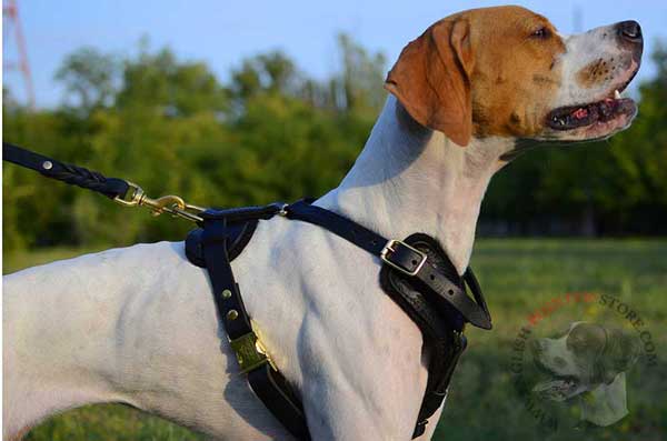 Adjustable Leather English Pointer Harness