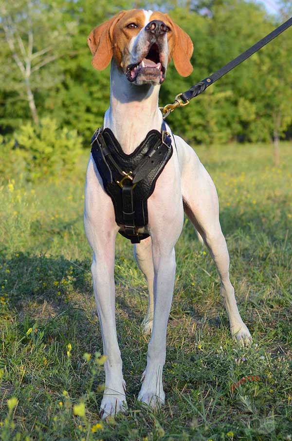 Y-Shaped Leather English Pointer Harness for Easy Movement