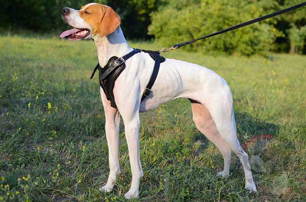 Handmade Leather English Pointer Harness with Y-Shape Chest Plate