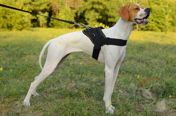 Multi-Purpose Nylon English Pointer Harness