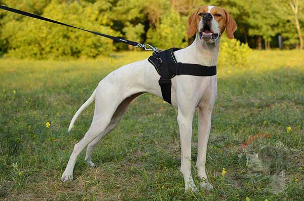 Walking Nylon English Pointer Harness