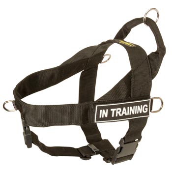 English Pointer Nylon Harness with ID Patches