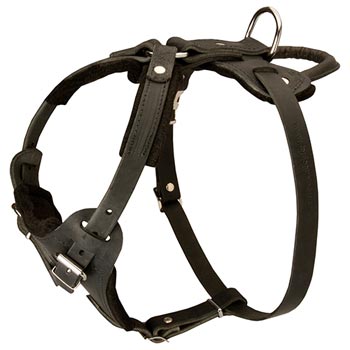 Leather Dog Harness for English Pointer Off Leash Training