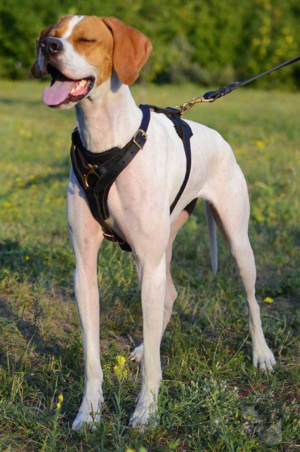 4 ways adjustable leather English Pointer harness