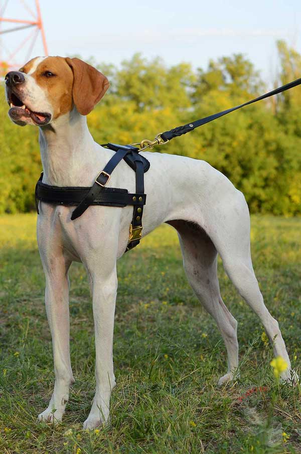 Padded on chest comfortable leather English Pointer harness