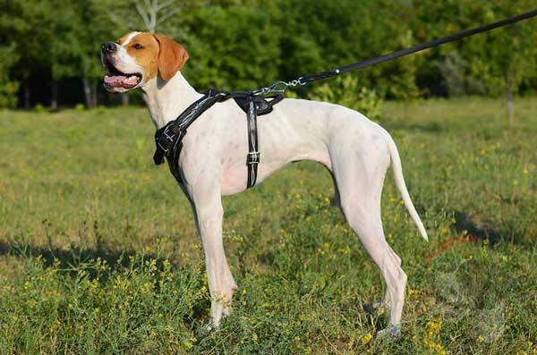 Walking leather English Pointer harness 
