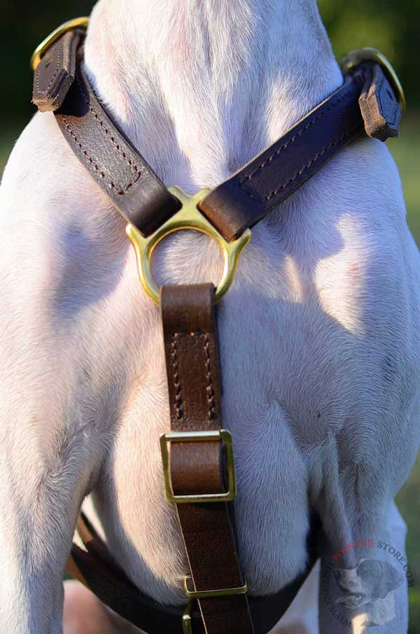 Lightweight English Pointer harness