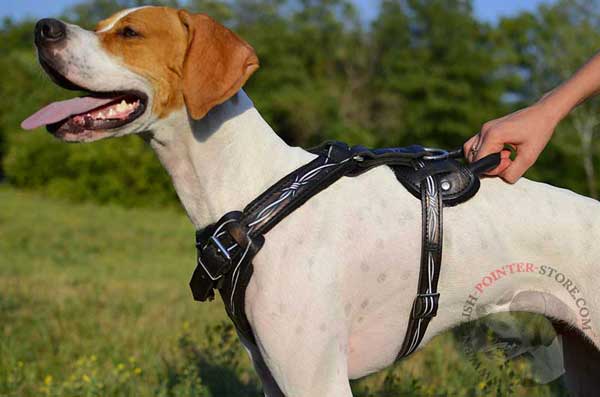Super comfortable leather harness for English Pointer 