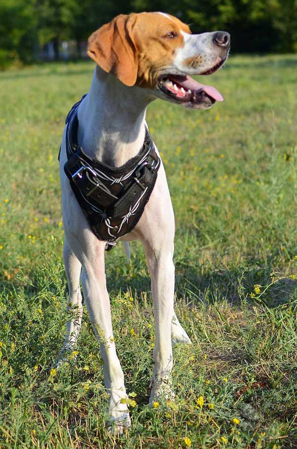 Designer English Pointer handpainted leather harness