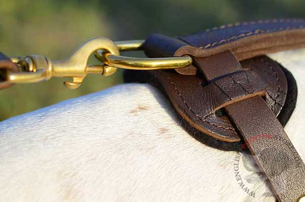 Attractive English Pointer leather harness with solid brass fittings