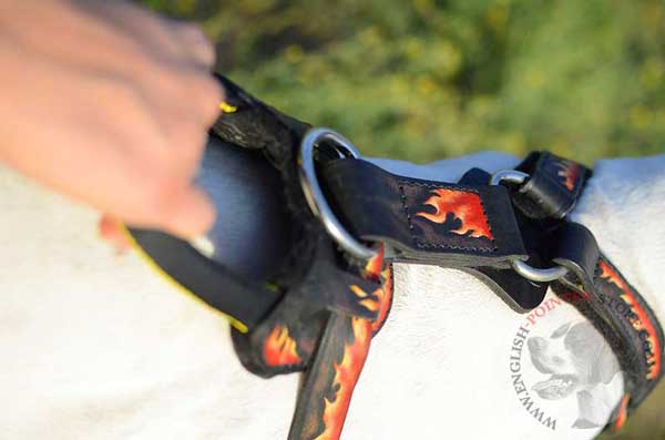 Leather Handle of Agitation English Pointer Harness