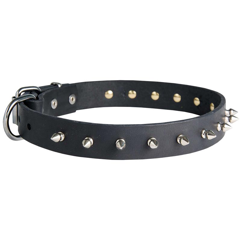 English Pointer Leather Collar Spiked 30 mm