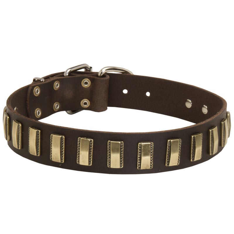 Leather English Pointer Collar with Awesome Brass Plates