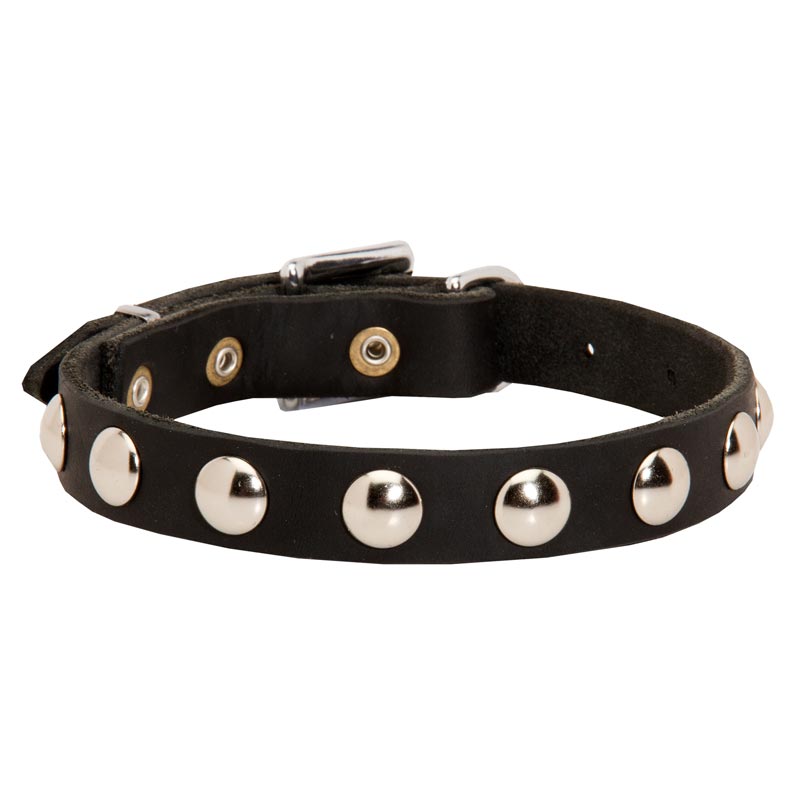 Beautiful Leather English Pointer Collar Decorated with Half-Ball Studs