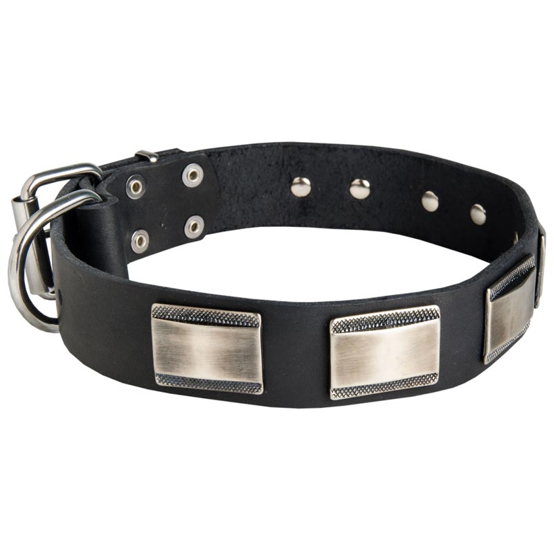 Leather English Pointer Collar Massive Nickel-covered Plates