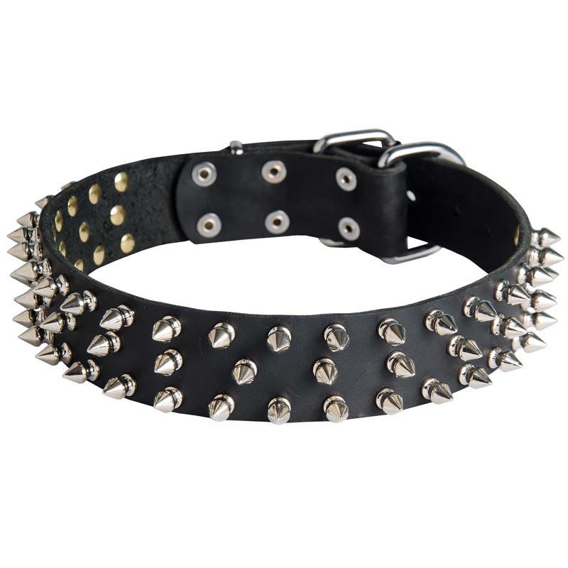 Leather English Pointer Collar with 3 Rows of Nickel Spikes