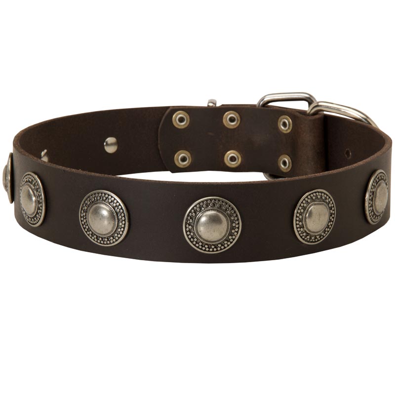 Leather English Pointer Collar Decorated with Silver Conchos