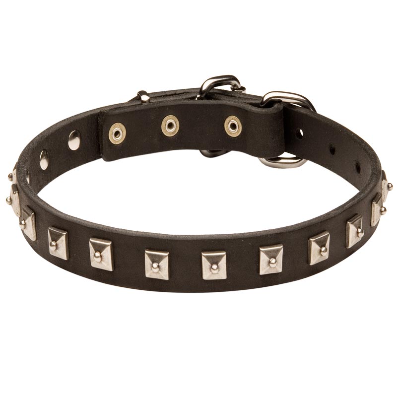English Pointer Leather Collar Caterpillar Design