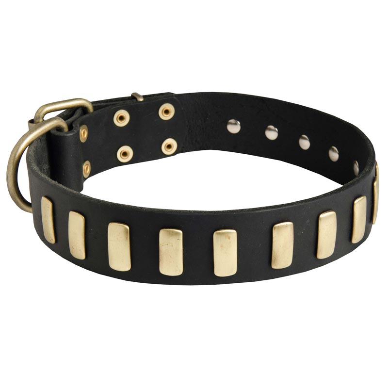 Fancy Leather English Pointer Collar with Brass Plates