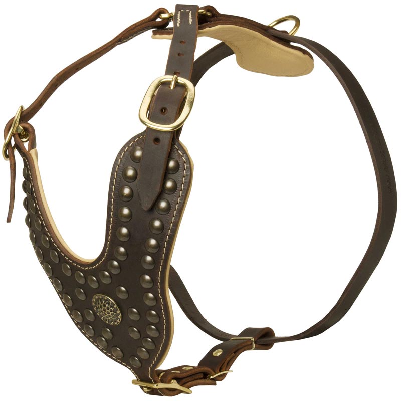 Royal Design Leather English Pointer Harness with Brass Studs