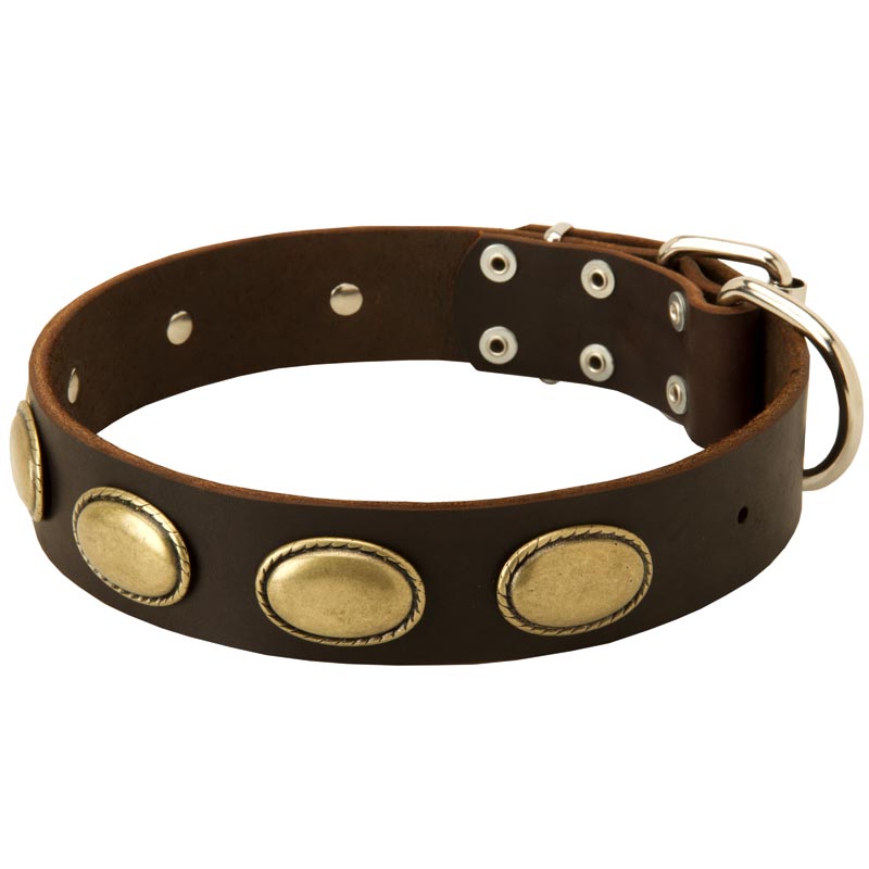 Designer Leather English Pointer Collar with Oval Plates