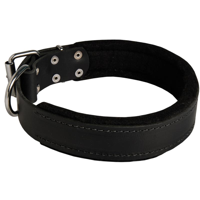English Pointer Durable Padded Leather Collar 40 mm
