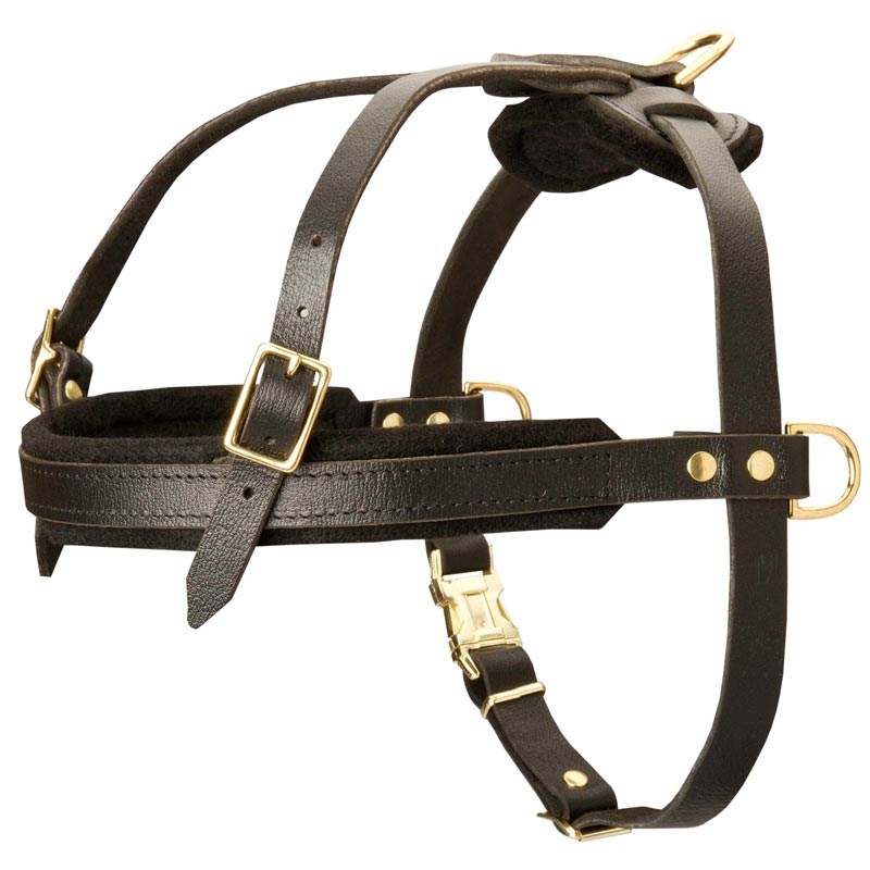 Leather English Pointer Harness for Tracking and Pulling