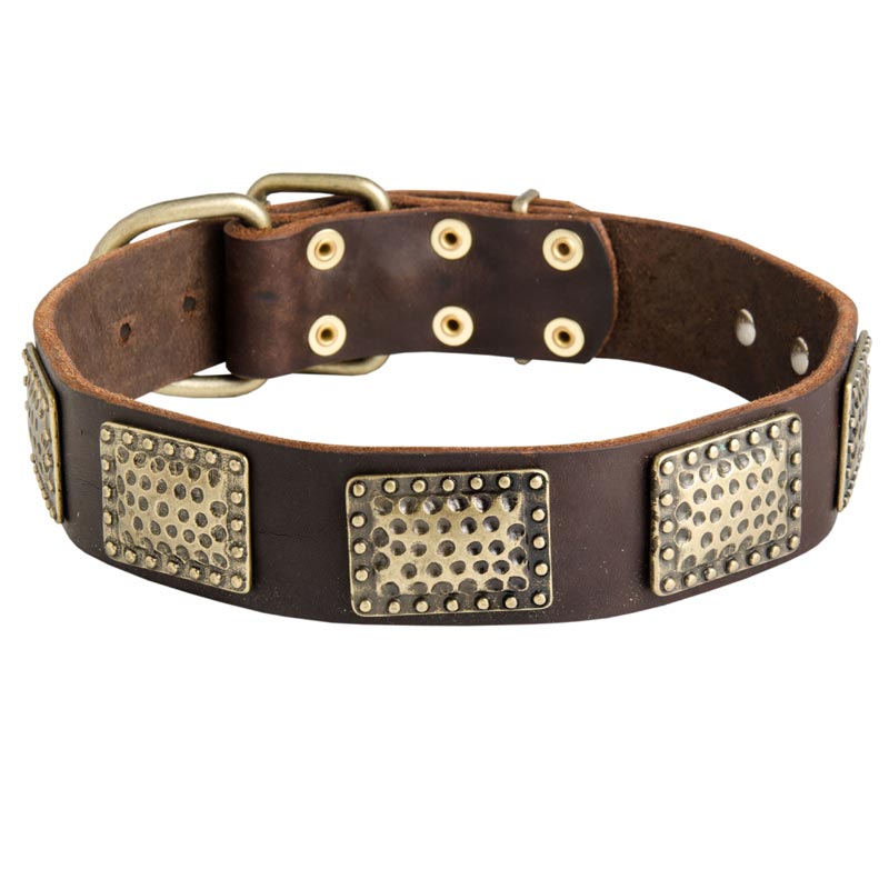 Leather English Pointer Collar with Massive Brass Plates