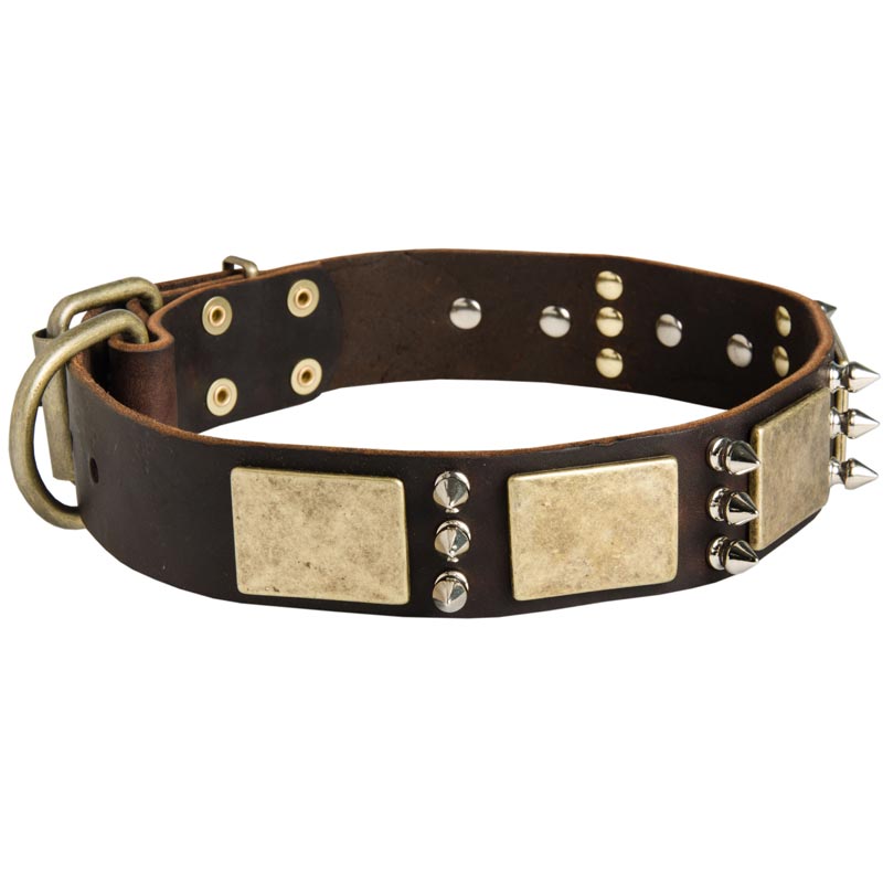 Designer War-Style Leather English Pointer Collar with Spikes and Plates