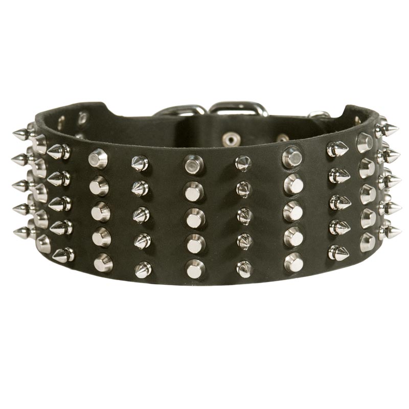 English Pointer Leather Collar Spiked and Studded