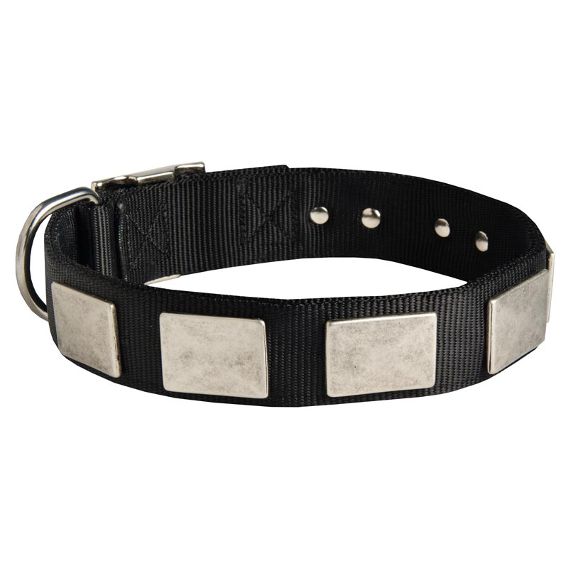 Nylon English Pointer Collar Massive Nickel Plates