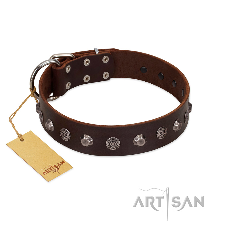 "Dark Chocolate" Handmade FDT Artisan Brown Leather English Pointer Collar with Studs