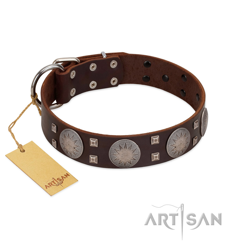 "Sun in Barchans" Modern FDT Artisan Brown Leather English Pointer Collar with Engraved Stars on Round Plates and Studs