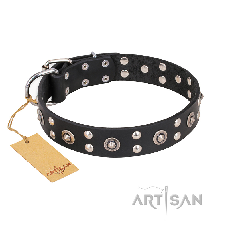 "Refined Essence" FDT Artisan Black Leather English Pointer Collar with Silvery Studs