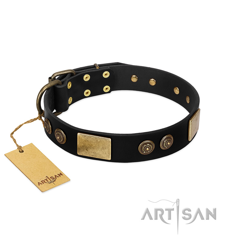 "Chicci-Glam" FDT Artisan Black Leather English Pointer Collar with Plates and Ornate Studs